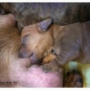 쿠어츠바인에 이미지