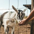 성인농장 이미지