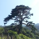 구룡마울 Daum카페