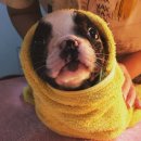 Jena house 이미지