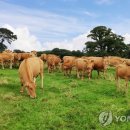 우리한우우리돼지