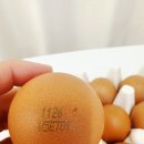 한국농장농업회사법인 주식회사 | 난각번호 1번, 상황버섯 먹여 키운 유정란 [농업회사법인 양계장청년 주식회사]