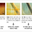 죽염본가 네이버블로그