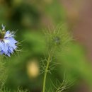 코스모스가든 이미지