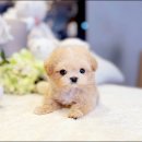 디디애견미용 | 미니말티푸분양 따뜻한 겨울나기♡