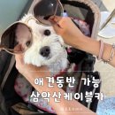 예뿐강아지 | 강아지랑 함께 타는 케이블카, 애견동반 가능한 춘천 삼악산 케이블카 내돈내산 후기