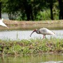 우포 따오기 구조 치료센터 이미지