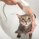 광주 고양이 분양 냥블리 광주점 이미지