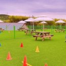 견인지역 애견운동장 유치원 김포점 이미지