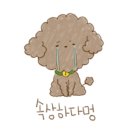 미키애견 이미지