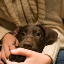 로얄동물메디컬센터 강동 이미지