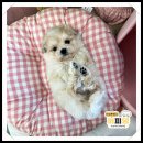 퍼피몽 강아지분양 고양이분양 군산본점 | 군산미니말티푸분양 아이가 먼저 다가왔어요