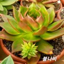 불나비 - 밀양시 시청서1길 5 | 불나비