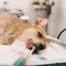 윤은채 재활 한방 동물병원 이미지