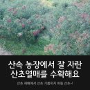 하동산초농장