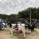 묵방목장 이미지