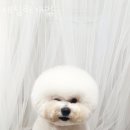 새침하개멍 이미지