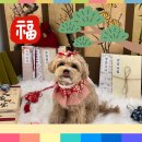 헬로우버디 분당점 이미지