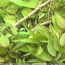 명천사슴농장 이미지