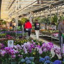 코스코아울렛 수원화성점 | [용인] 식물/화분 파는 곳 남사 화훼 단지 "에르베 플라워 아울렛" 2000평 식물 아울렛 방문 후기