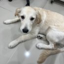 온정동물병원 네이버블로그