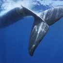 대형선박과 충돌해 죽은 흰긴수염고래(blue whale) 해양공포증주의 이미지