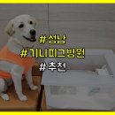 휴병원 | 기니피그 피부병 증상, 병원 추천 휴 동물의료센터