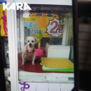 인형뽑기나라 이미지