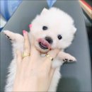 도그메리트 강아지 이미지