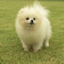 보들보들 이미지