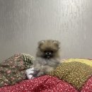 퍼피슈가 이미지