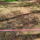 장풍숲위 이미지