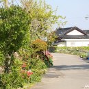 사계 돌담숲 이미지