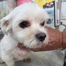 증평가정견훈련소 이미지