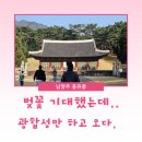 묘랑나랑 | 벚꽃 대신 초록 초록 나무만 보고 온 날 - 남양주 홍유릉 나들이 후기