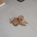 김올가 이미지