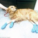 개발바닥 이미지