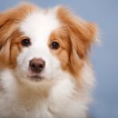 서울하이동물의료센터 이미지