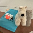 도그픽 | 임신 축하 선물 추천, 젤리캣 먼로 스토디 도그 추천