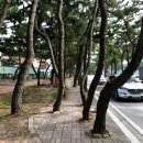 창해로 네이버블로그