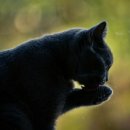 그루밍샵 이미지