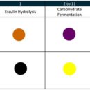 고마바이오텍(주) 이미지