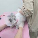 코코보노 고양이호텔 | 대구고양이미용 무냥무냥 원대점 스파 후기 (무마취 2인1조 고양이 전문샵)