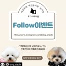 춘천 운동장이 있는 애견카페 &#39;도그스테이블&#39;
