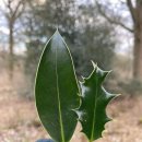 홀리호랑 이미지