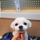 강아지song 이미지