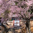 (주)경남환경 | 3월 경남 밀양 출사지 추천, 매화꽃 만개한 밀양향교