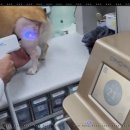 함께하는 동물병원 이미지