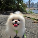 뚜뚜애견 이미지