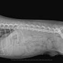 24시 이오동물병원 이미지
